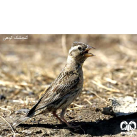 مناطق کوهستانی دومین زیستگاه پرندگان ایران