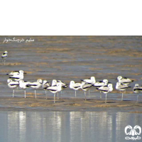 جنوب غربی ایران چهارمین زیستگاه پرندگان ایران