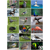 تنوع پرندگان