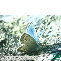 گونه‌های پروانه‌های منطقه کوهستانی