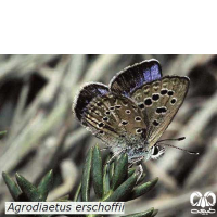 گونه‌های پروانه‌های شمالی و شمال شرقی ایران