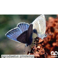 گونه‌های پروانه‌های شمالی و شمال شرقی ایران