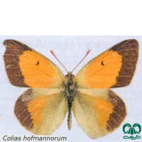 گونه‌های پروانه‌های شرقی و مرکزی ایران