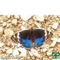 گونه‌های پروانه‌های مناطق ساحلی جنوب ایران