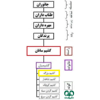 گونه کشیم بزرگ