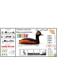 گونه کشیم گردن سیاه