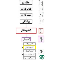 گونه کشیم گوشدار