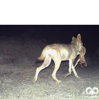 کارگاه آشنایی با گوشتخواران