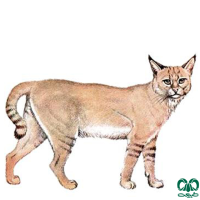 گونه گربه جنگلی