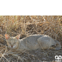 گونه گربه جنگلی