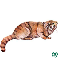 گونه گربه پالاس