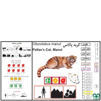 گونه گربه پالاس