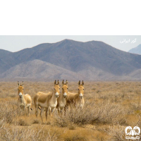 گونه گور ایرانی