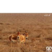 گونه گور ایرانی