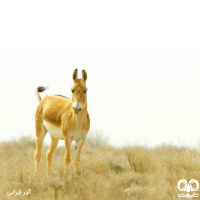 گونه گور ایرانی