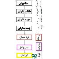 گونه گور ایرانی