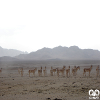 گونه گور ایرانی