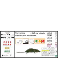 گونه حشره‌ خور آبزی قفقازی 