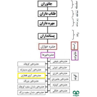 گونه حشره‌ خور آبزی قفقازی 