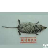 گونه حشره‌ خور آبزی مدیترانه‌ای Mediterranean Water Shrew