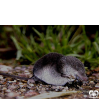 گونه حشره‌ خور آبزی مدیترانه‌ای Mediterranean Water Shrew