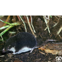 گونه حشره‌ خور آبزی مدیترانه‌ای Mediterranean Water Shrew