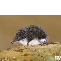 گونه حشره‌ خور آبزی مدیترانه‌ای Mediterranean Water Shrew