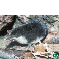 گونه حشره‌ خور آبزی مدیترانه‌ای Mediterranean Water Shrew