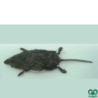 گونه حشره‌ خور آبزی مدیترانه‌ای Mediterranean Water Shrew