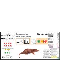 گونه حشره‌خور خانگی Asian House Shrew