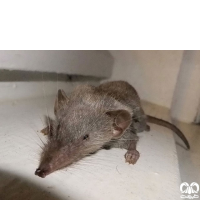 گونه حشره‌خور خانگی Asian House Shrew