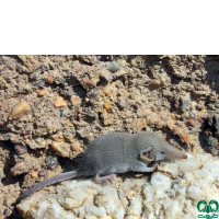 گونه حشره‌ خور خزری Caspian Shrew