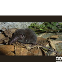 گونه حشره‌ خور خزری Caspian Shrew