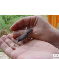 گونه حشره‌ خور خزری Caspian Shrew