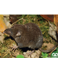 گونه حشره‌ خور خزری Caspian Shrew