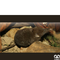 گونه حشره‌ خور خزری Caspian Shrew