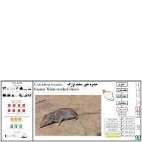 گونه حشره‌ خور سفید بزرگ Greater White-toothed Shrew