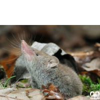 گونه حشره‌ خور سفید بزرگ Greater White-toothed Shrew