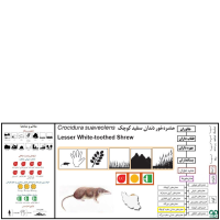 گونه حشره‌ خور سفید کوچک Lesser White-toothed Shrew