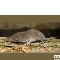 گونه حشره‌ خور سفید کوچک Lesser White-toothed Shrew