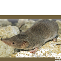 گونه حشره‌ خور سفید کوچک Lesser White-toothed Shrew