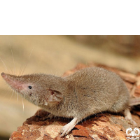 گونه حشره‌ خور سفید کوچک Lesser White-toothed Shrew