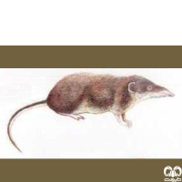 گونه حشره‌ خور سفید کوچک Lesser White-toothed Shrew