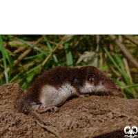 گونه حشره‌ خور دورنگ Bicoloured Shrew