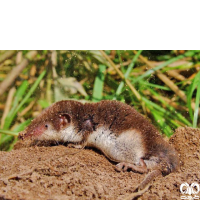 گونه حشره‌ خور دورنگ Bicoloured Shrew