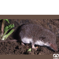 گونه حشره‌ خور دورنگ Bicoloured Shrew