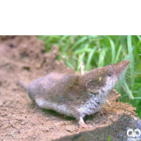 گونه حشره‌ خور دورنگ Bicoloured Shrew