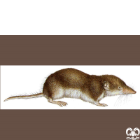 گونه حشره‌ خور دورنگ Bicoloured Shrew