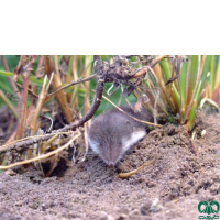 گونه حشره‌ خور دورنگ Bicoloured Shrew