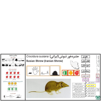 گونه حشره‌ خور شوش Susian Shrew